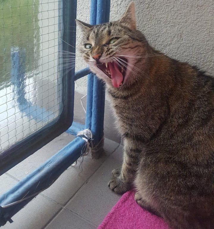 sterylizacja kotki