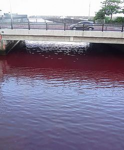 Wyciek z browaru zmienił kolor rzeki. Tajemniczy incydent w japońskim mieście Nago