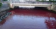 Wyciek z browaru zmienił kolor rzeki. Tajemniczy incydent w japońskim mieście Nago