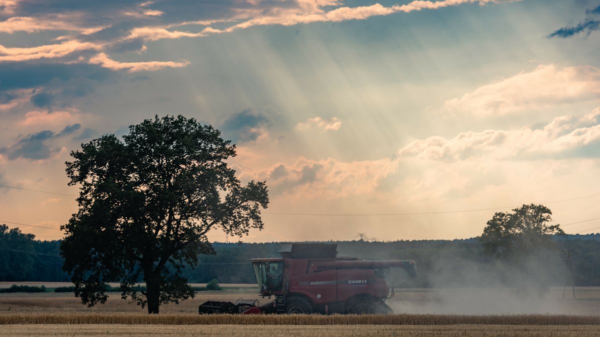 Polscy rolnicy rozpoczęli żniwa