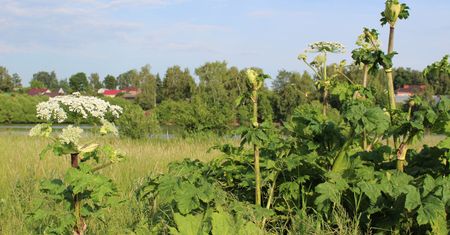 Uważaj na tę roślinę. Wywołuje dotkliwe poparzenia