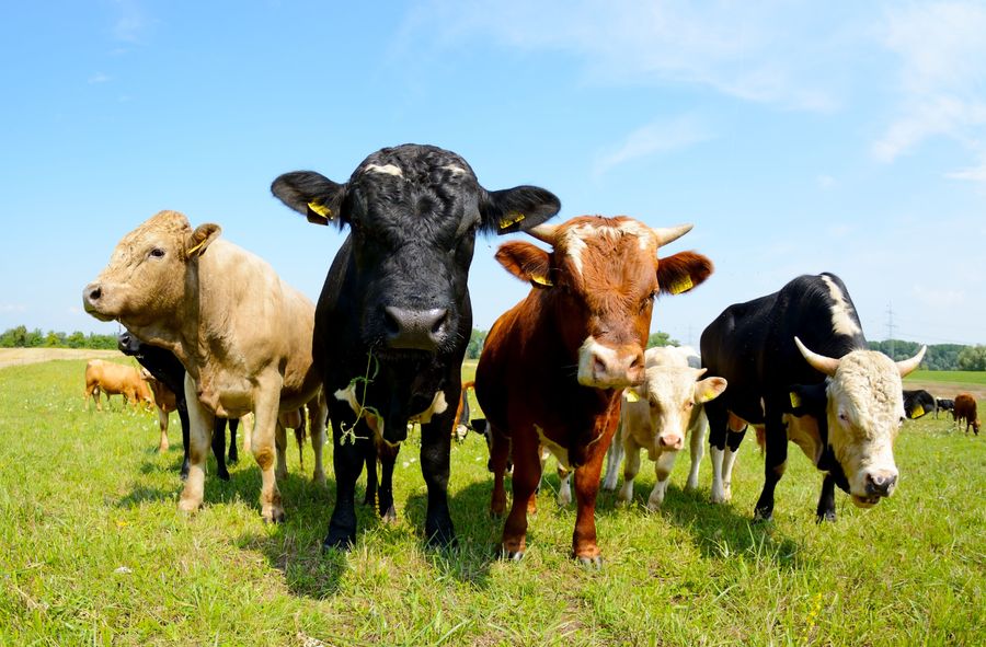 Naukowcy uważają, że raport ONZ kłamie w sprawach bydła