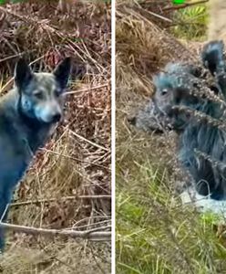 Niebieskie psy w Czarnobylu. Efekt napromieniowania?