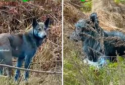 Niebieskie psy w Czarnobylu. Efekt napromieniowania?