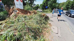 Wypadek na wrocławskim Psim Polu. Spróchniałe drzewo runęło na dziecko jadące na rowerze