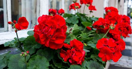 Wsyp do pelargonii. Nowe kwiaty urosną błyskawicznie