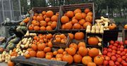 Kraków: Miejska Farma Dyń otwiera się 12 września