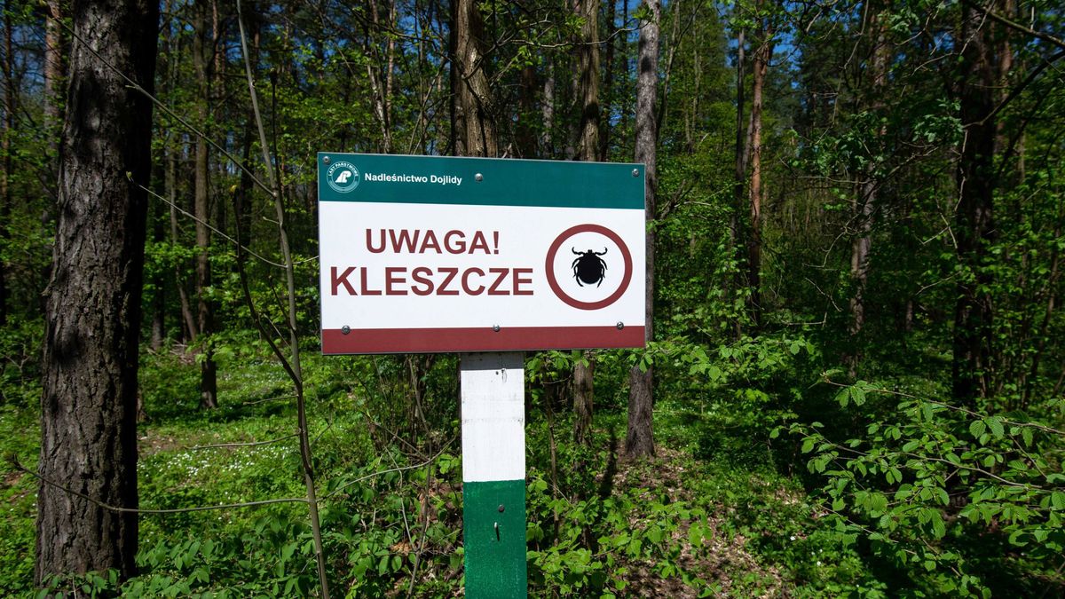 Największa aktywność kleszczy przypada na wiosnę i jesień 