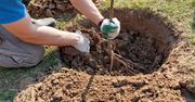Łódź: Dęby dla chłopców, lipy dla dziewczynek - gdzie zostanie posadzony Las Młodej Łodzi w tym roku?