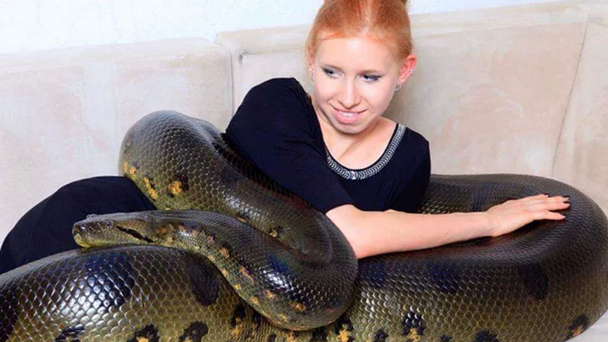 Kobieta pozuje z gigantycznymi wężami