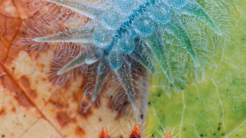 Gąsienice są przepiękne! Zobaczcie jak dokładnie wyglądają dzięki tym zdjęciom makro 1