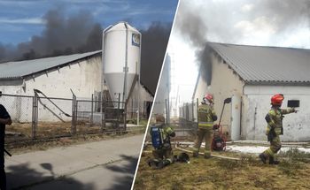 Pożar wielkiej chlewni. Zdechło 2 tys. zwierząt
