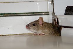 Coraz więcej szczurów śniadych w Hiszpanii. Roznoszą groźne choroby