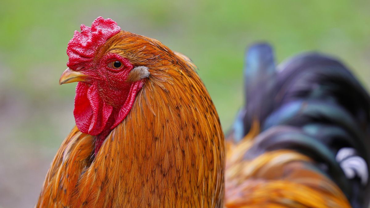 Kogut zabił swojego hodowcę. Ptak ma za sobą "mroczną przeszłość"