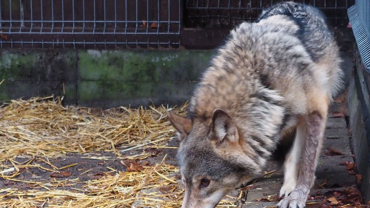 Wilk Kamyk schwytany