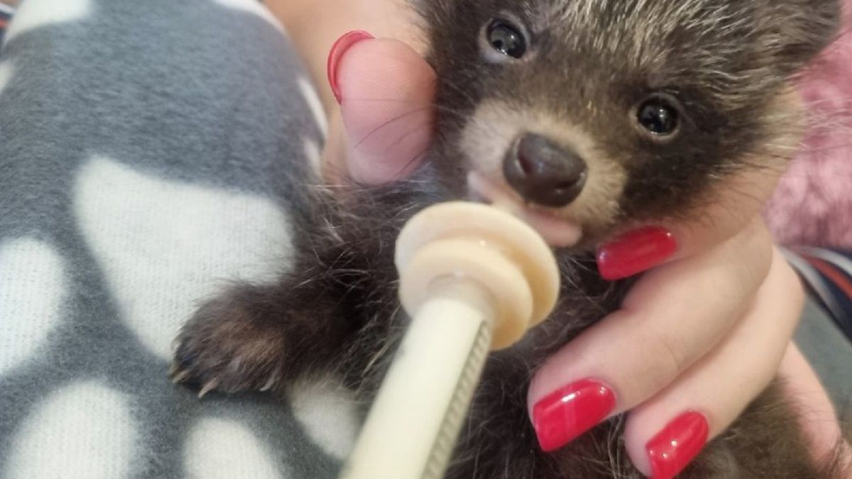 Ten maluch walczy o życie. Opiekuje się nim Ekostraż.