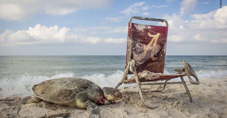 Wildlife Photographer of the Year 2019: piękno dzikiej przyrody