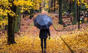 Tak Czesi chowają swoich bliskich. „Lasy Wspomnień” rosną w całym kraju