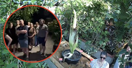 Nocny szturm na Ogród Botaniczny we Wrocławiu. "Trupi kwiat" przyciągnął tłumy