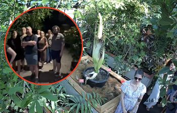 Nocny szturm na Ogród Botaniczny we Wrocławiu. "Trupi kwiat" przyciągnął tłumy