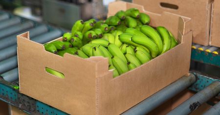 Kokaina w bananach trafiła do sklepów w Polsce. "Bałagan w siatce przemytników"