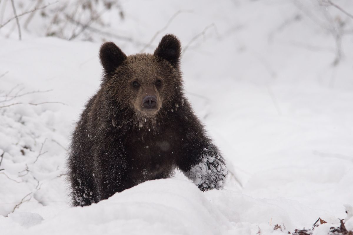 Niedźwiedź wybudził się z zimowego snu w Beskidach