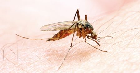 Są coraz bliżej Polski. Roznoszą m.in. dengę
