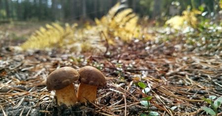 Wysyp grzybów. Leśnik przyznaje: "dość nietypowy rok"