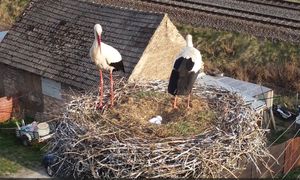 Pokazali, co dzieje się w gniazdach. Fascynujące wideo