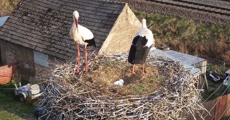 Pokazali, co dzieje się w gniazdach. Fascynujące wideo