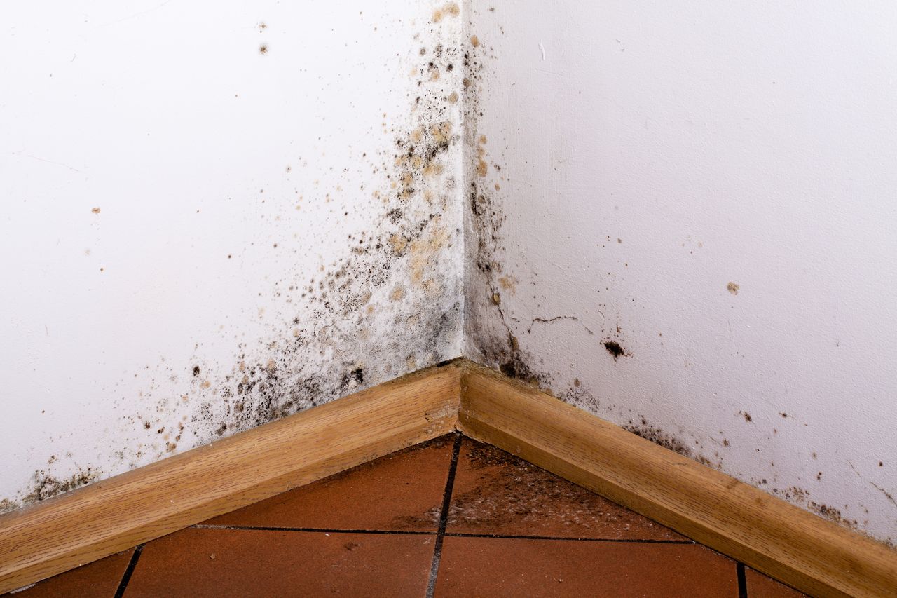 Mold in the house can pose a threat to our health.