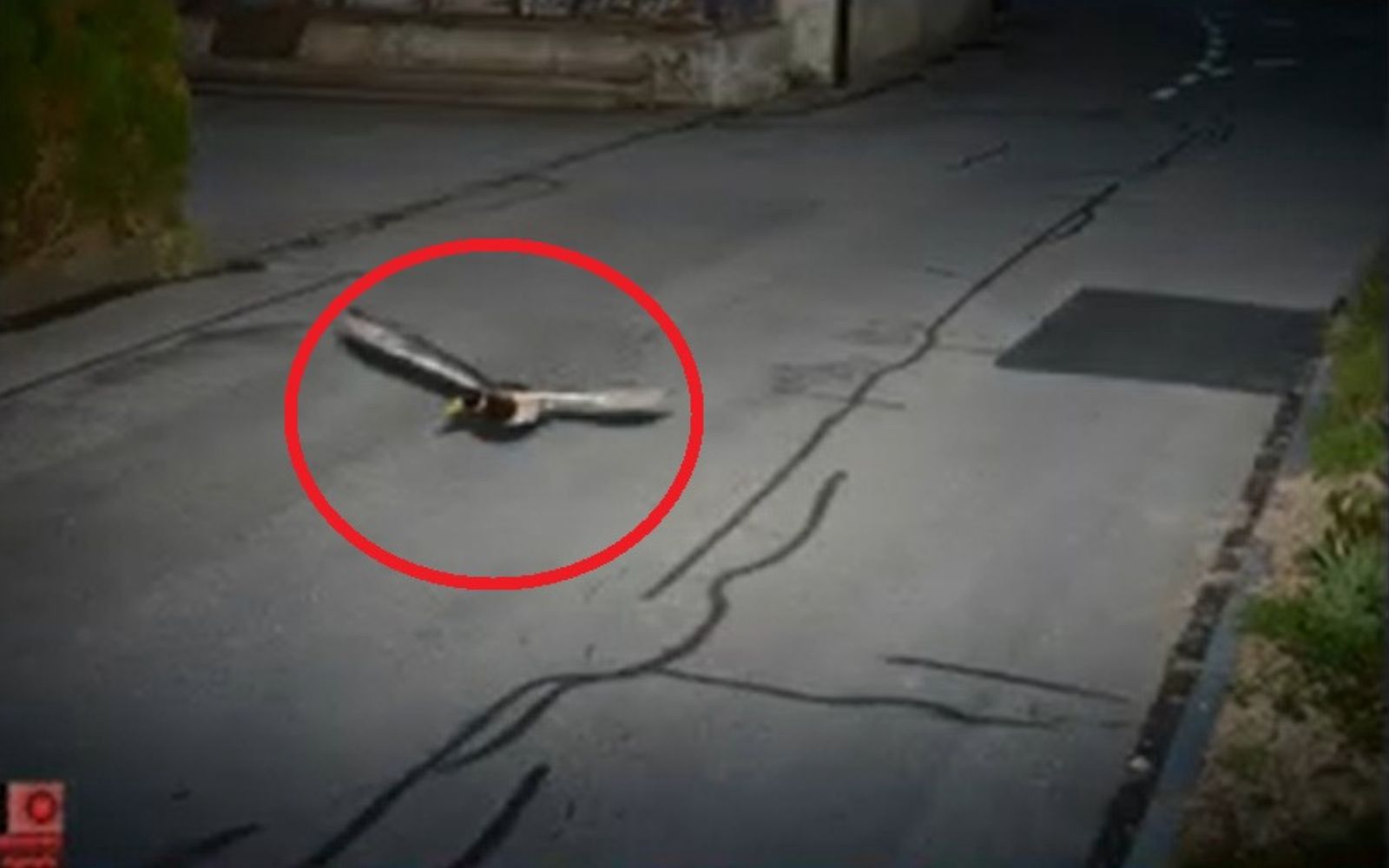 Przekroczyła prędkość. Fotoradar wskazał zaskakującego winowajcę