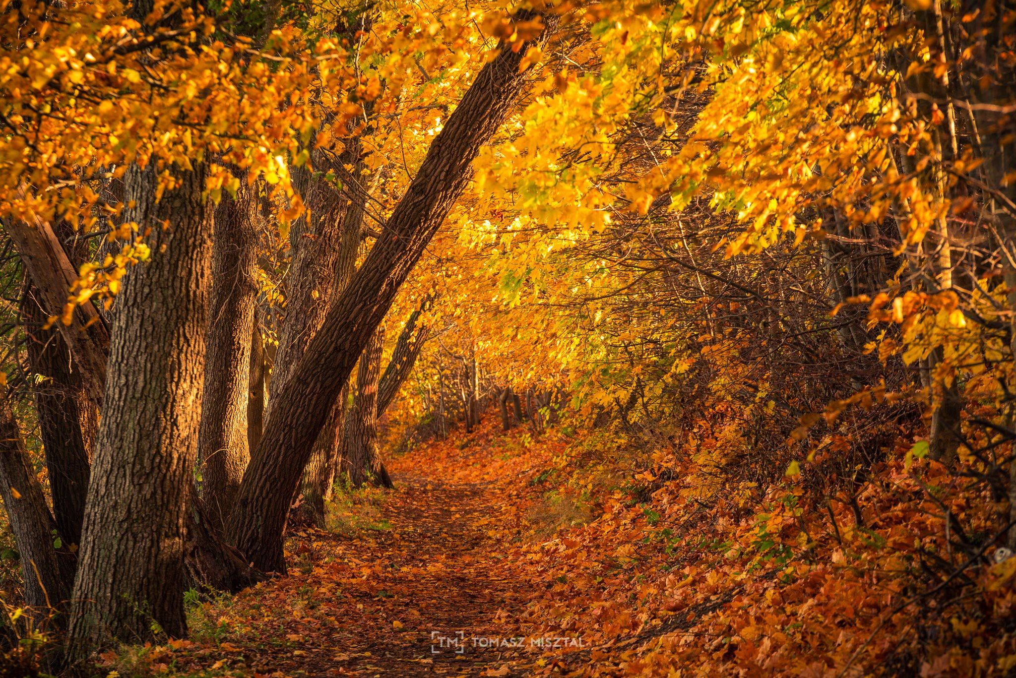 Piękno polskiej jesieni na zdjęciach naszych czytelników. W tym roku jest wyjątkowa! 6