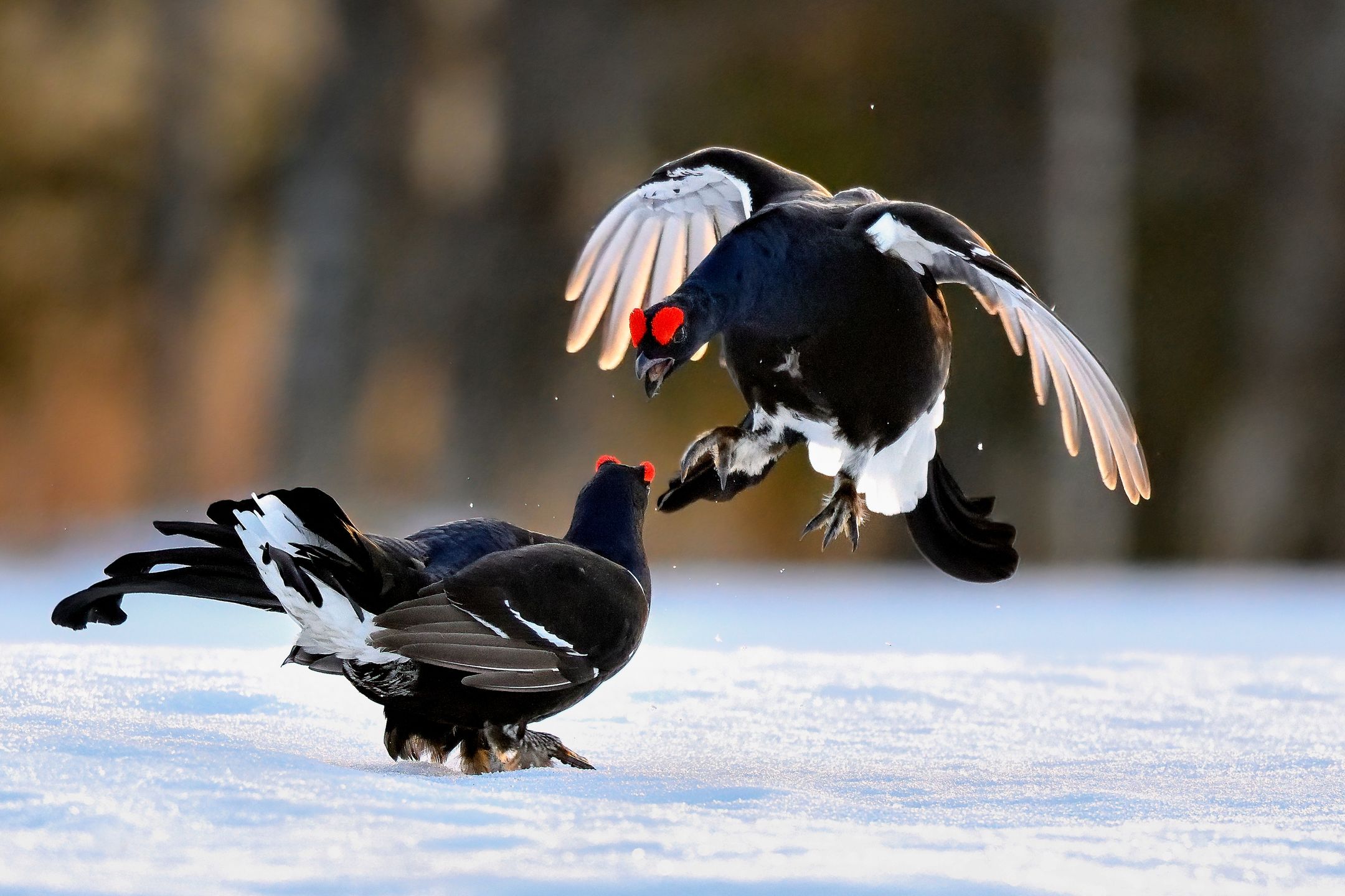 Gody cietrzewi to niezwykły spektakl