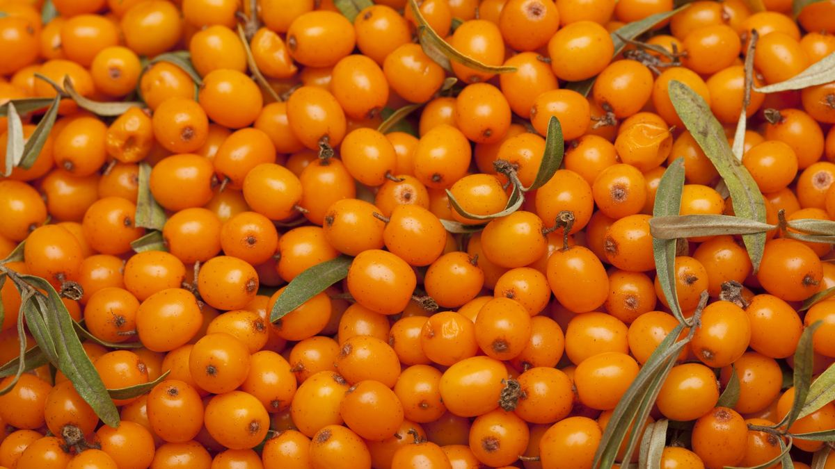 Niepozorna roślina o imponującym składzie