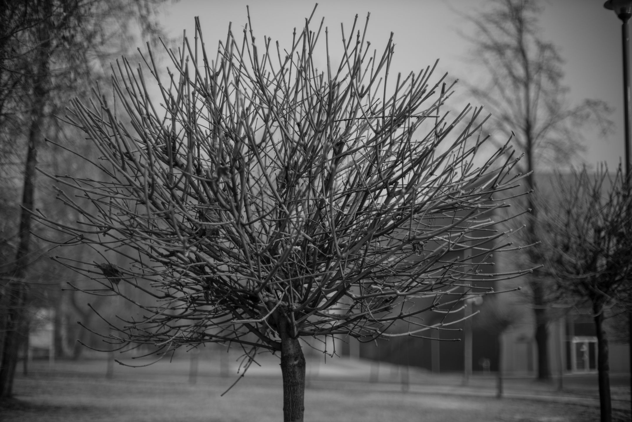 Voigtländer VM 50 mm f/1.1 Nokton - bardzo jasna pięćdziesiątka, która kreuje własną rzeczywistość [test] 32