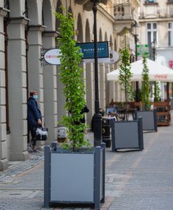 Bielsko-Biała. Upiększyli deptak, drzewa w donicach