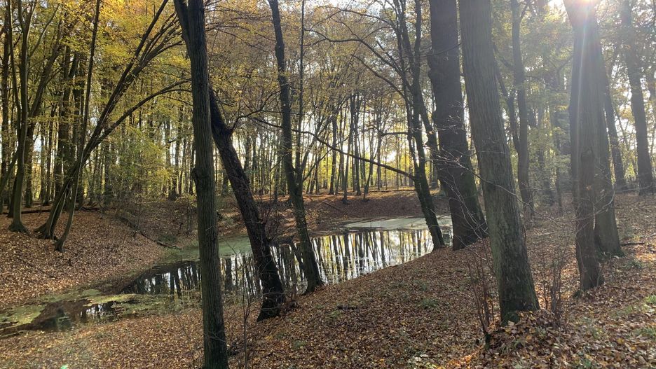 pogoda jesień las 