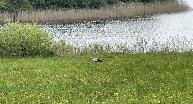 Osoby wstające wcześniej rano mogą być mniej zagrożone depresją