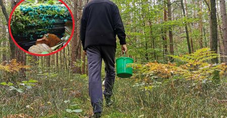 Niezwykły grzyb w polskich lasach. Wypatrzył go białowieski leśniczy