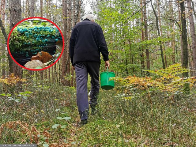 Niezwykły grzyb pojawił się w polskich lasach. Wypatrzył go białowieski leśniczy