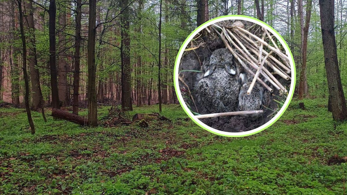 Właśnie teraz rodzą się "marczaki". Pilny apel z lasu