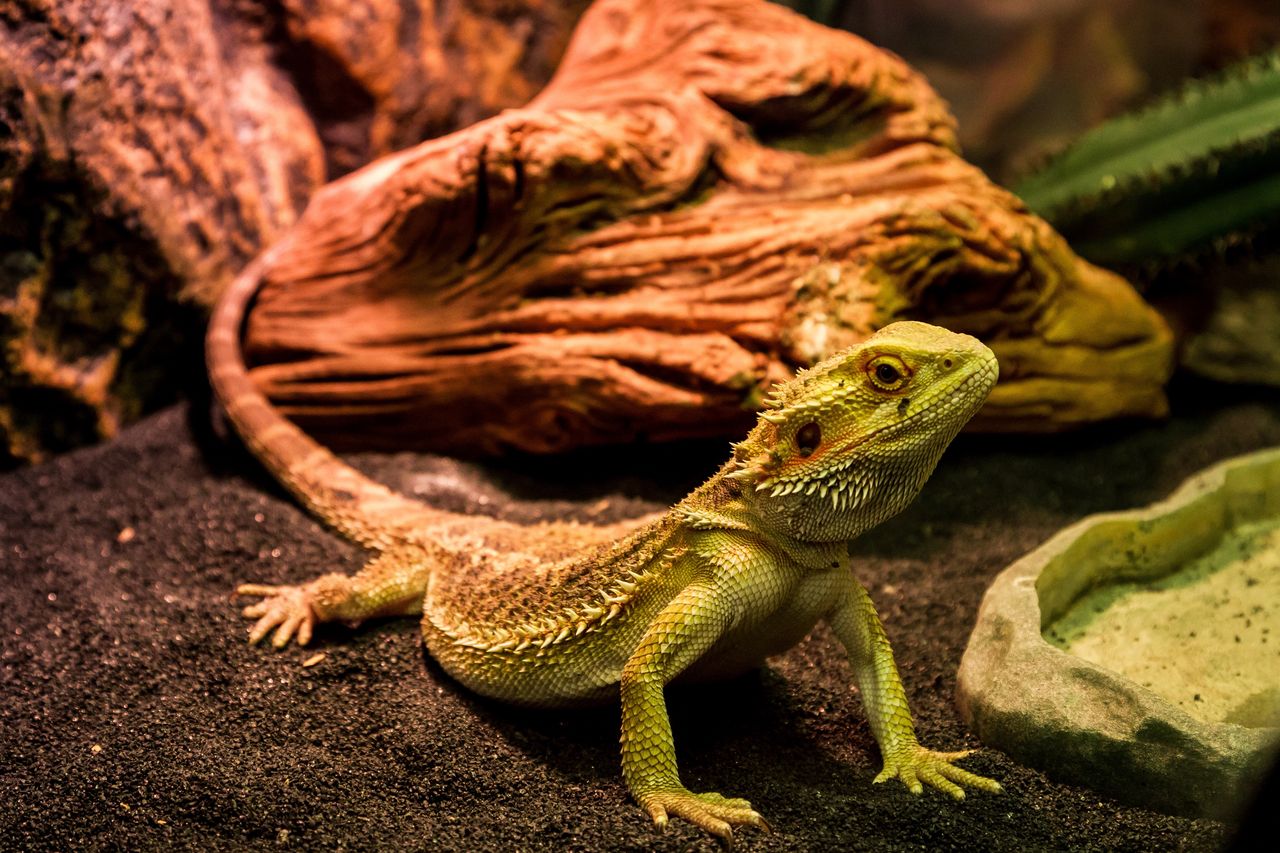 Radom: Event Terrarystyczny i Botaniczny Dragon Expo