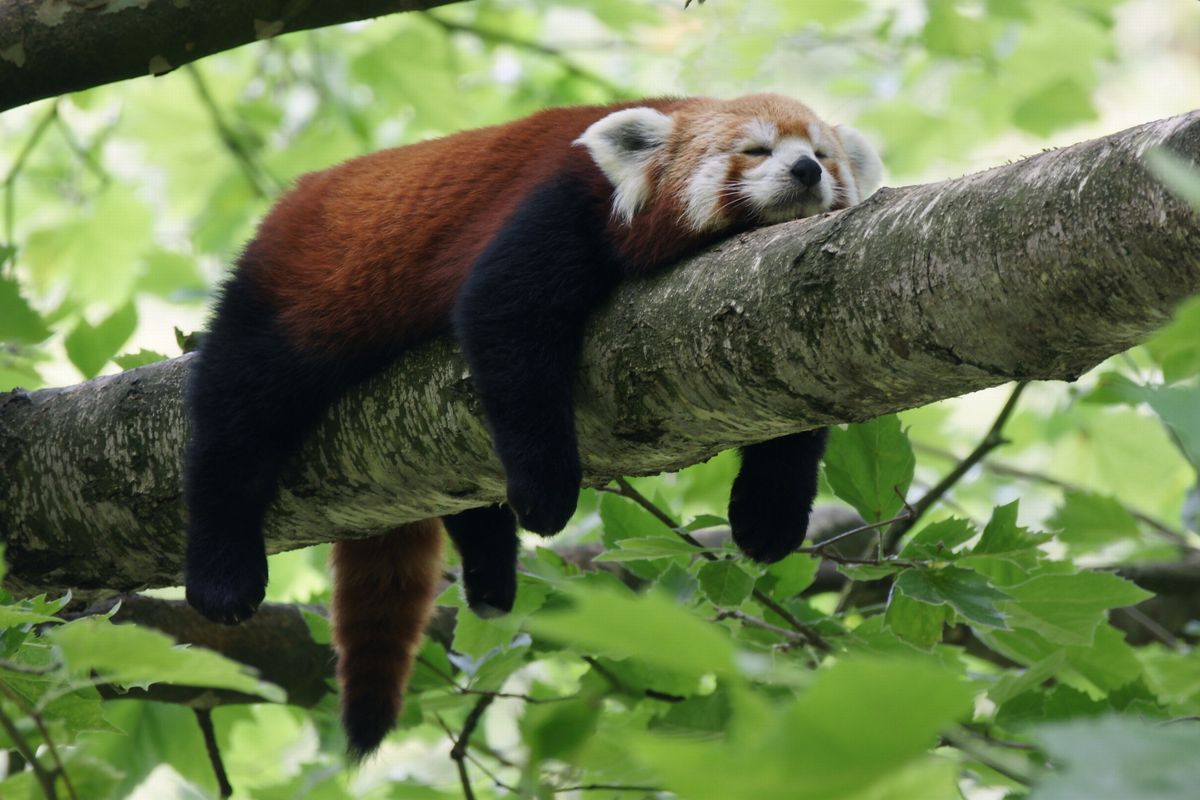 Panda ruda (zdjęcie ilustracyjne)