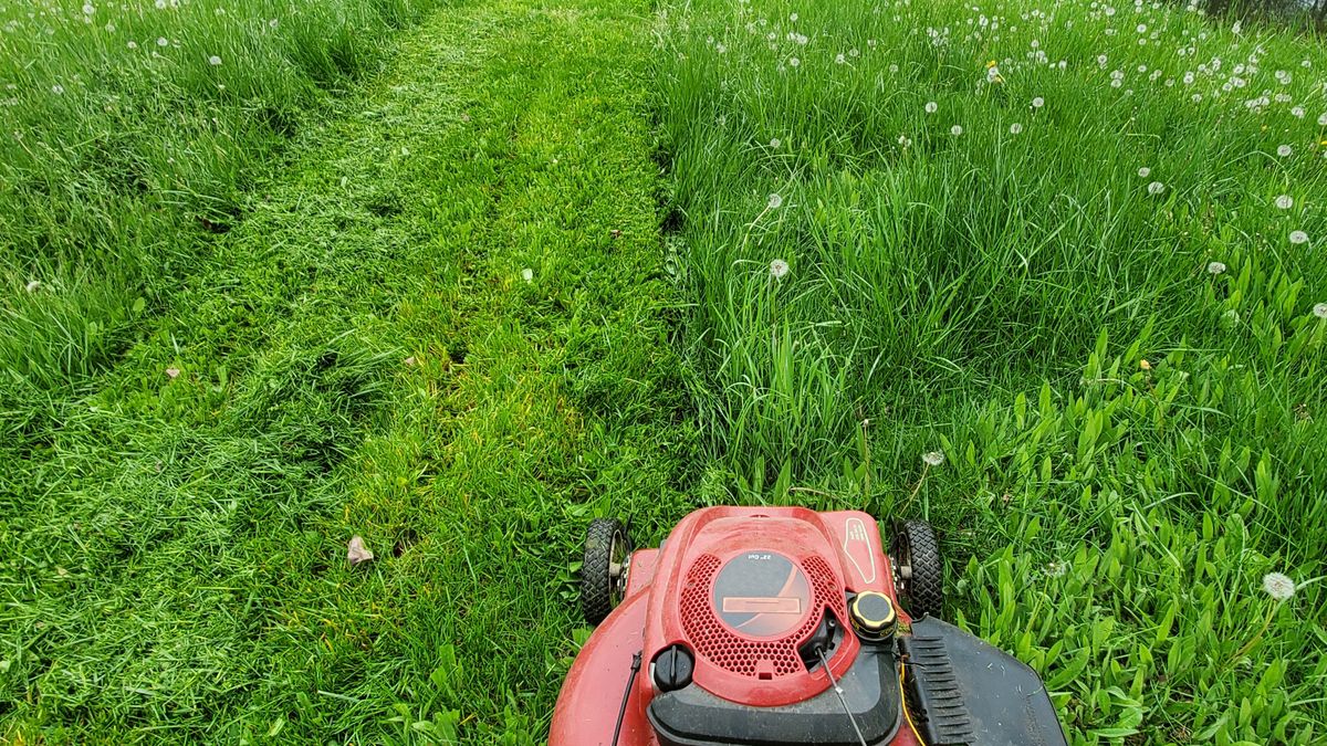 Jak często kosić trawę?