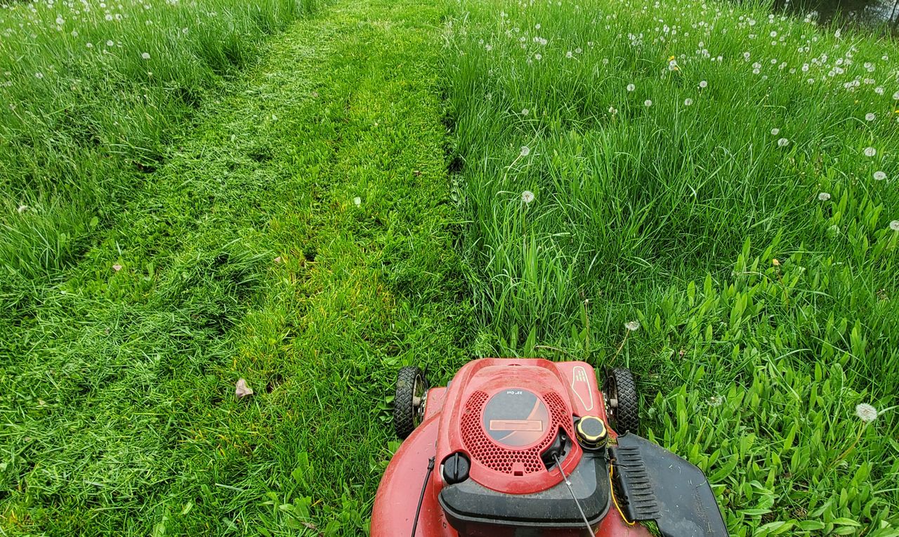 Jak często kosić trawnik? Wielu robi to źle