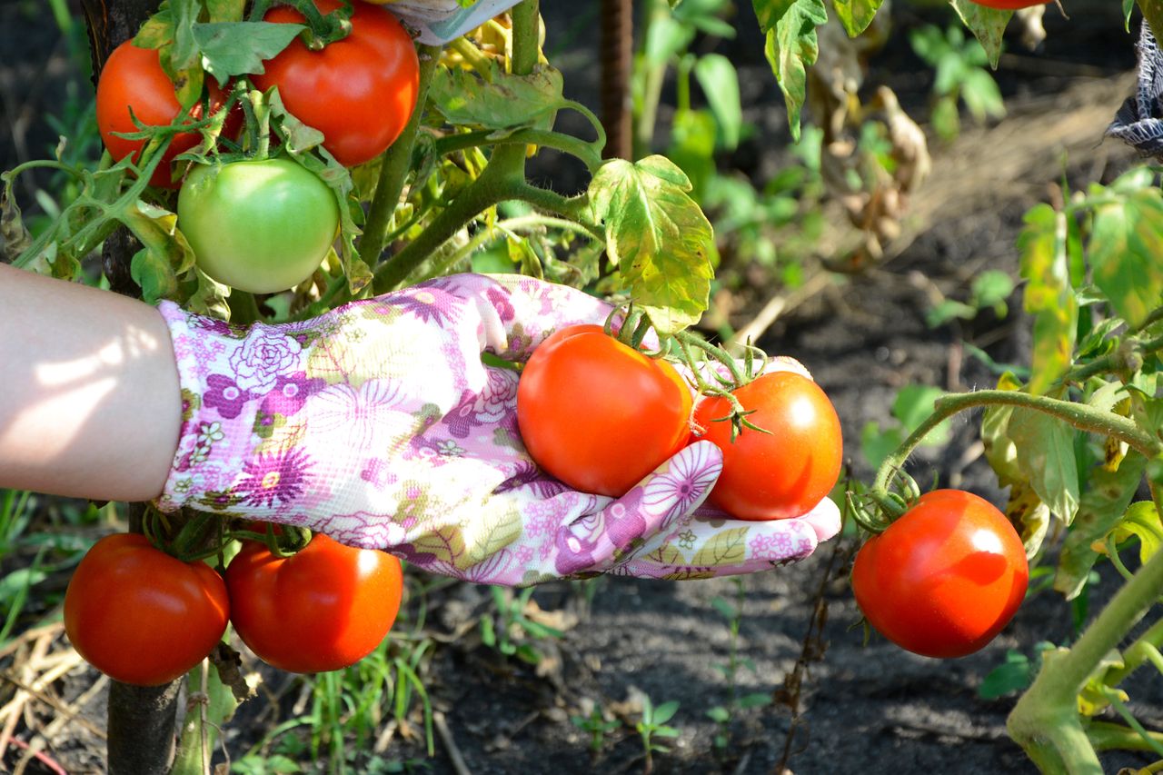 Najlepsza metoda na udane zbiory pomidorów