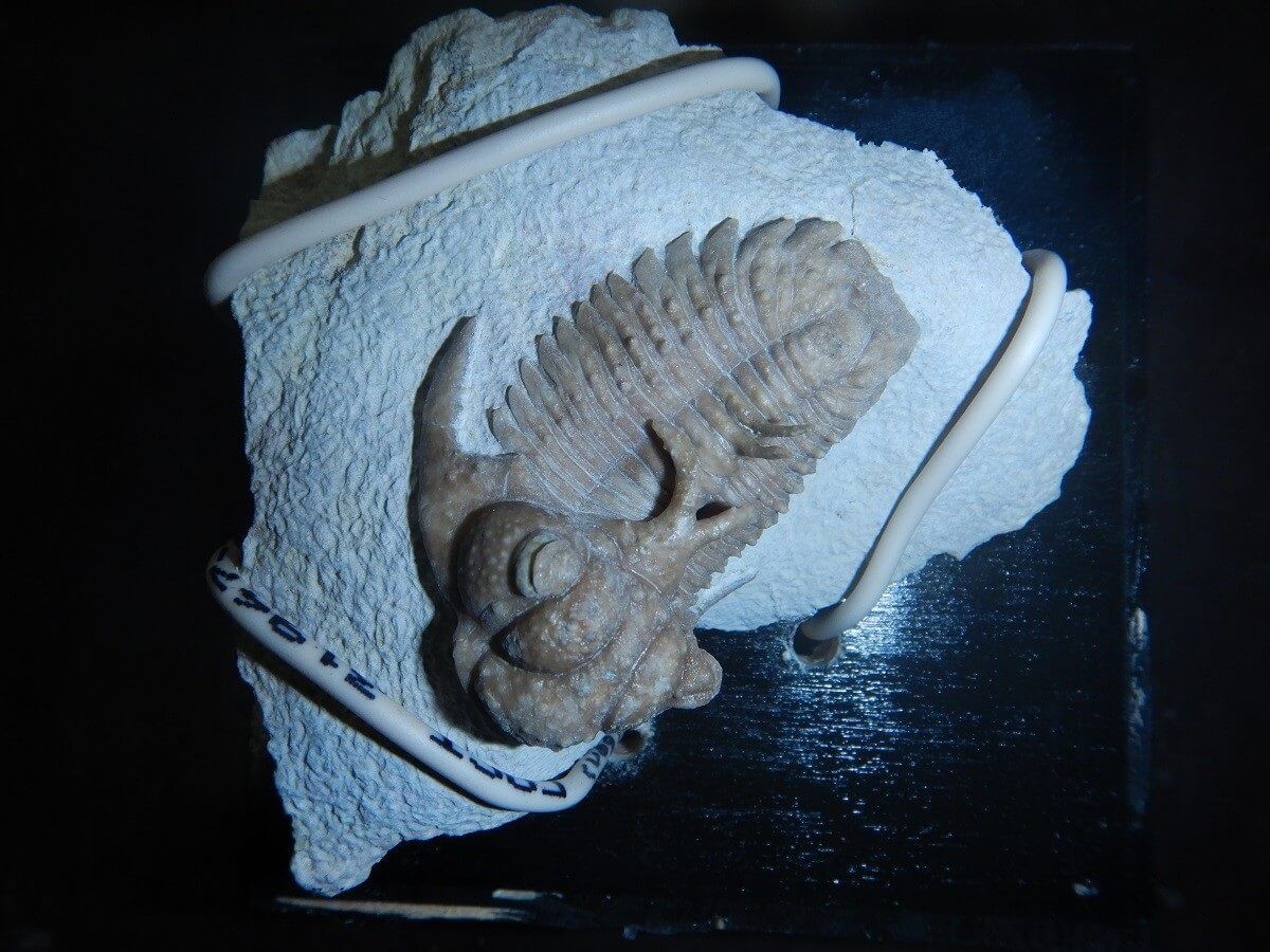 Skamieliny