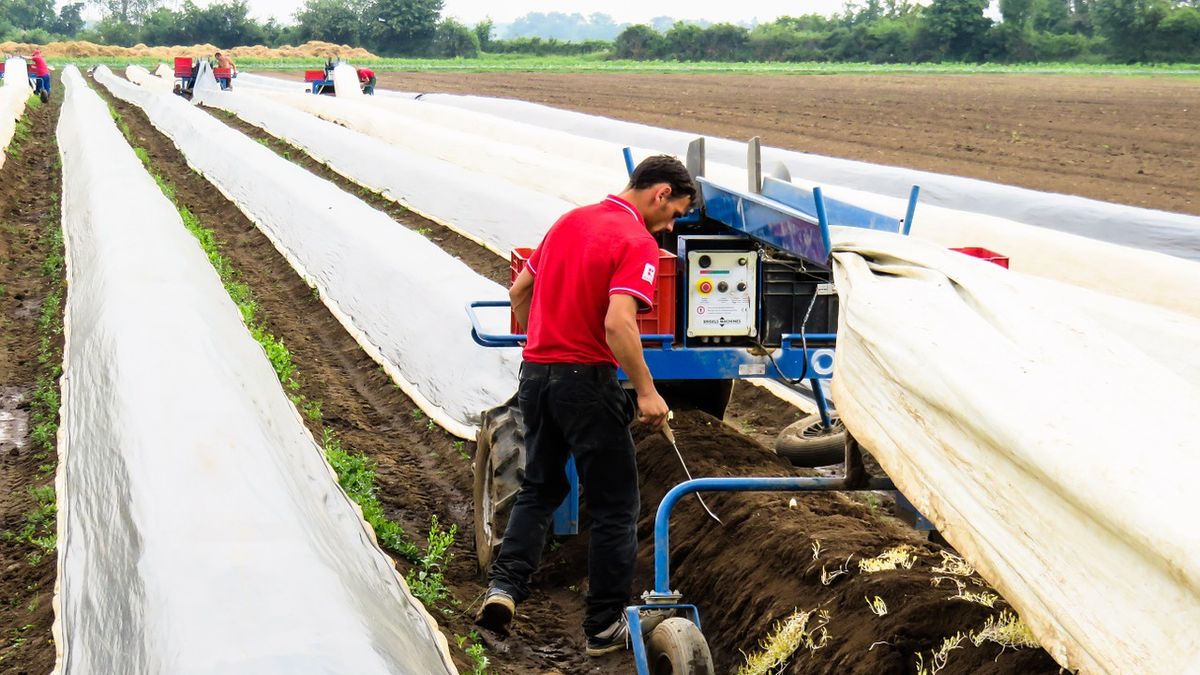 W Niemczech plantatorzy i rolnicy co roku zatrudniają ok. 300 tys. pracowników z zagranicy. 