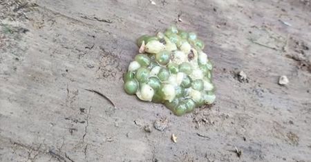 Nietypowy widok w lesie. "Natura potrafi zaskakiwać"